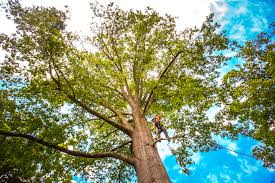 Best Hazardous Tree Removal  in Newport, DE