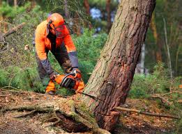  Newport, DE Tree Services Pros