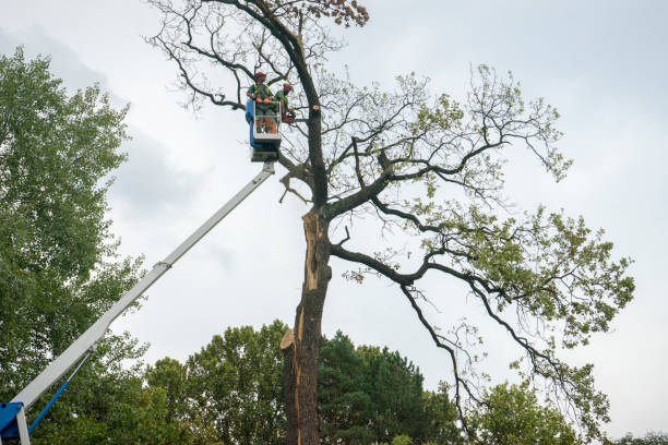 Best Tree Maintenance Programs  in Newport, DE