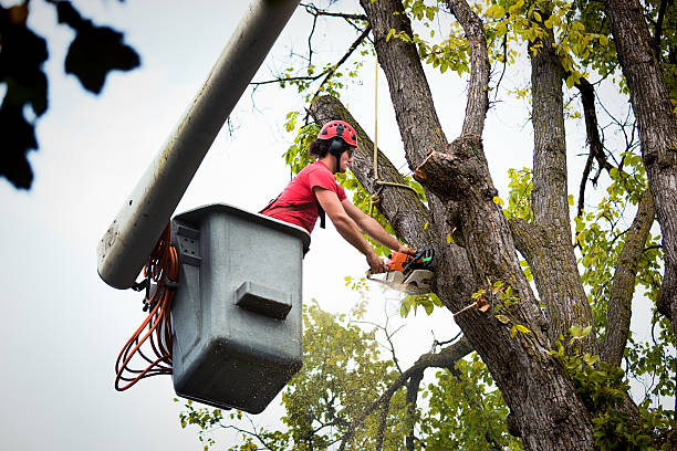 Best Utility Line Clearance  in Newport, DE